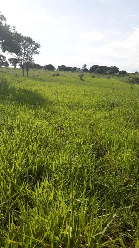 Imagem FAZENDA À VENDA - LUZ (MG) 60 hectares de área total,