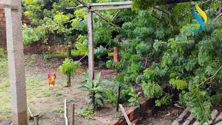 Imagem Sítio a venda no Mucuna em Maracanaú