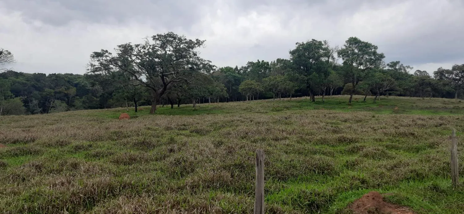 Imagem Terreno à Venda em Carmópolis de Minas 13,5 hectares, todo formado