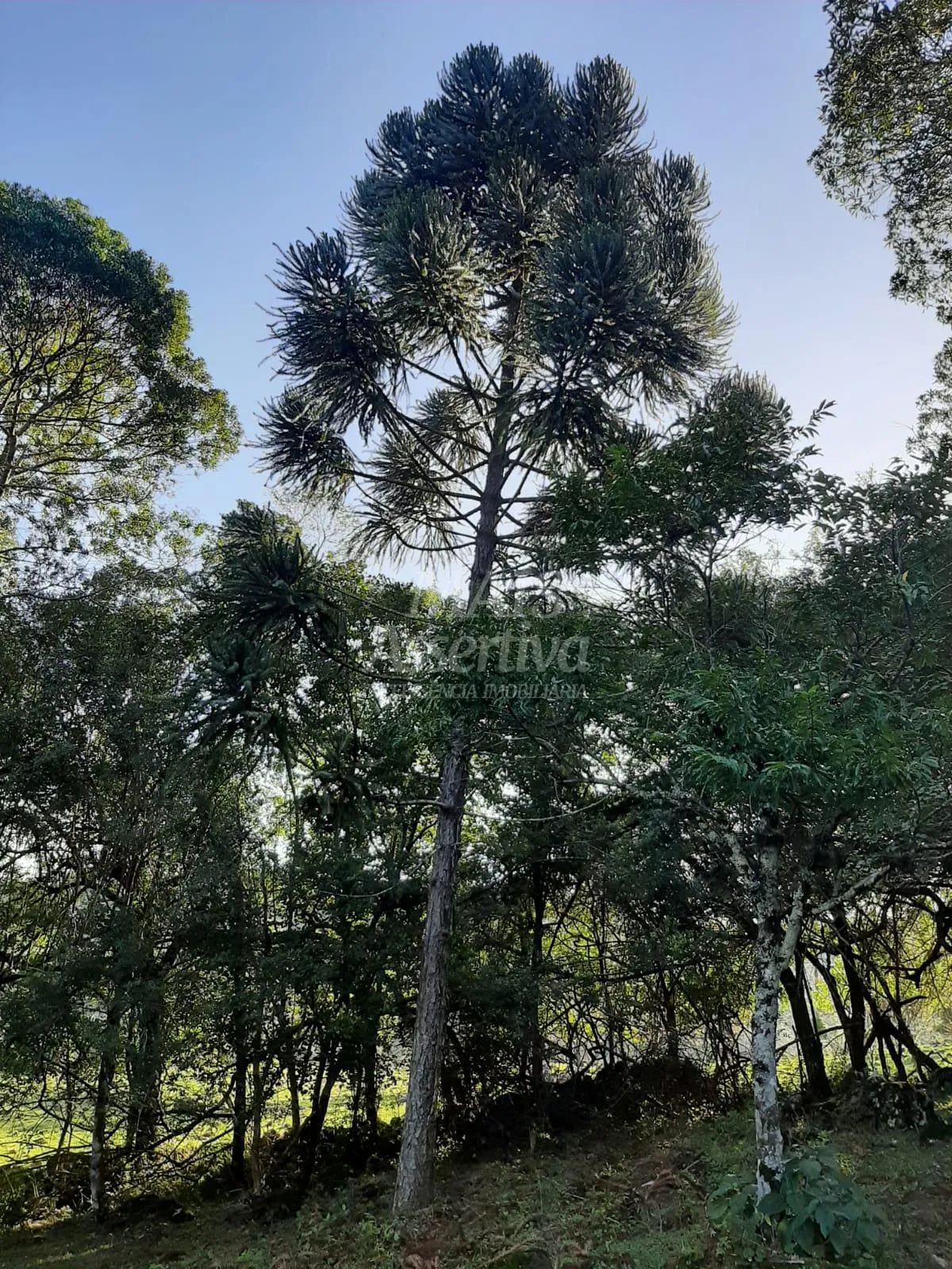 Imagem Área de 10 hectares para venda em São Francisco de Paula