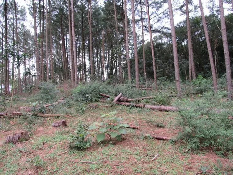 Imagem Área 53851,44 m² no Beco da Paixão Bairro Lomba do Pinheiro