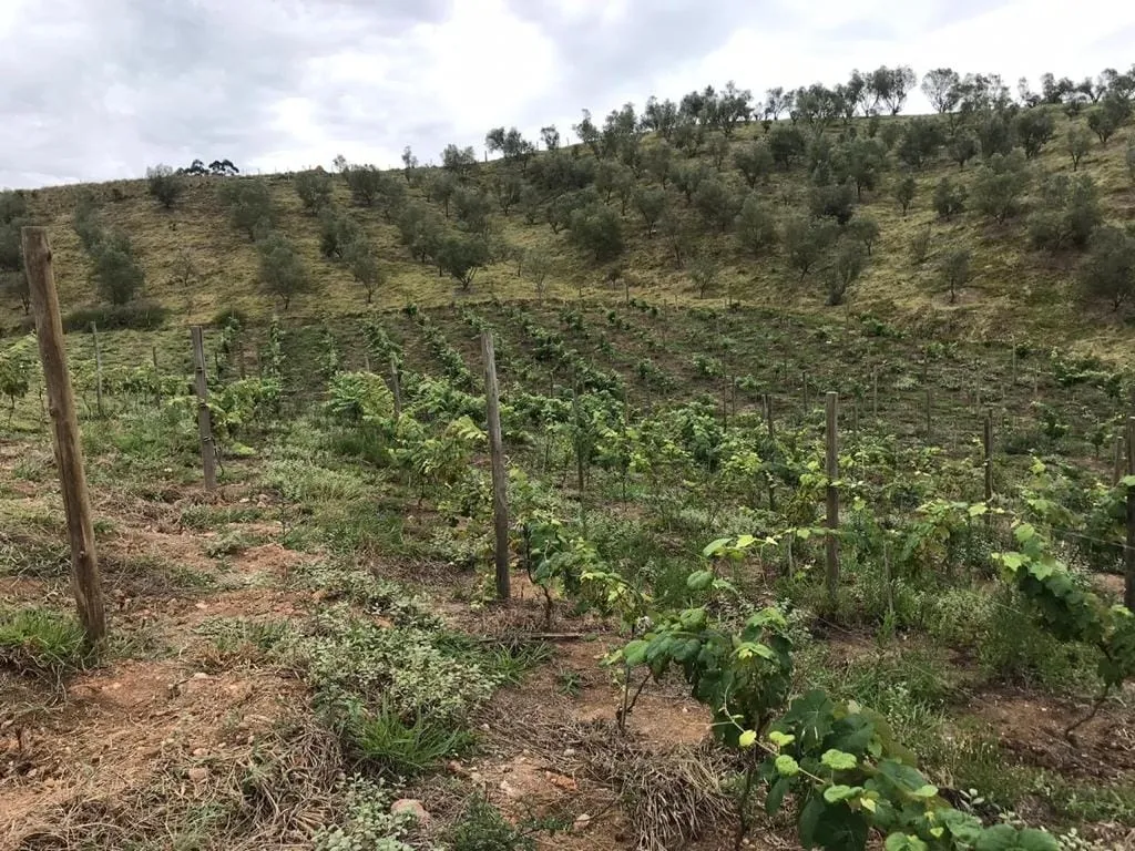 Imagem Chácara à venda Pinhal Novo, Lorena - SP