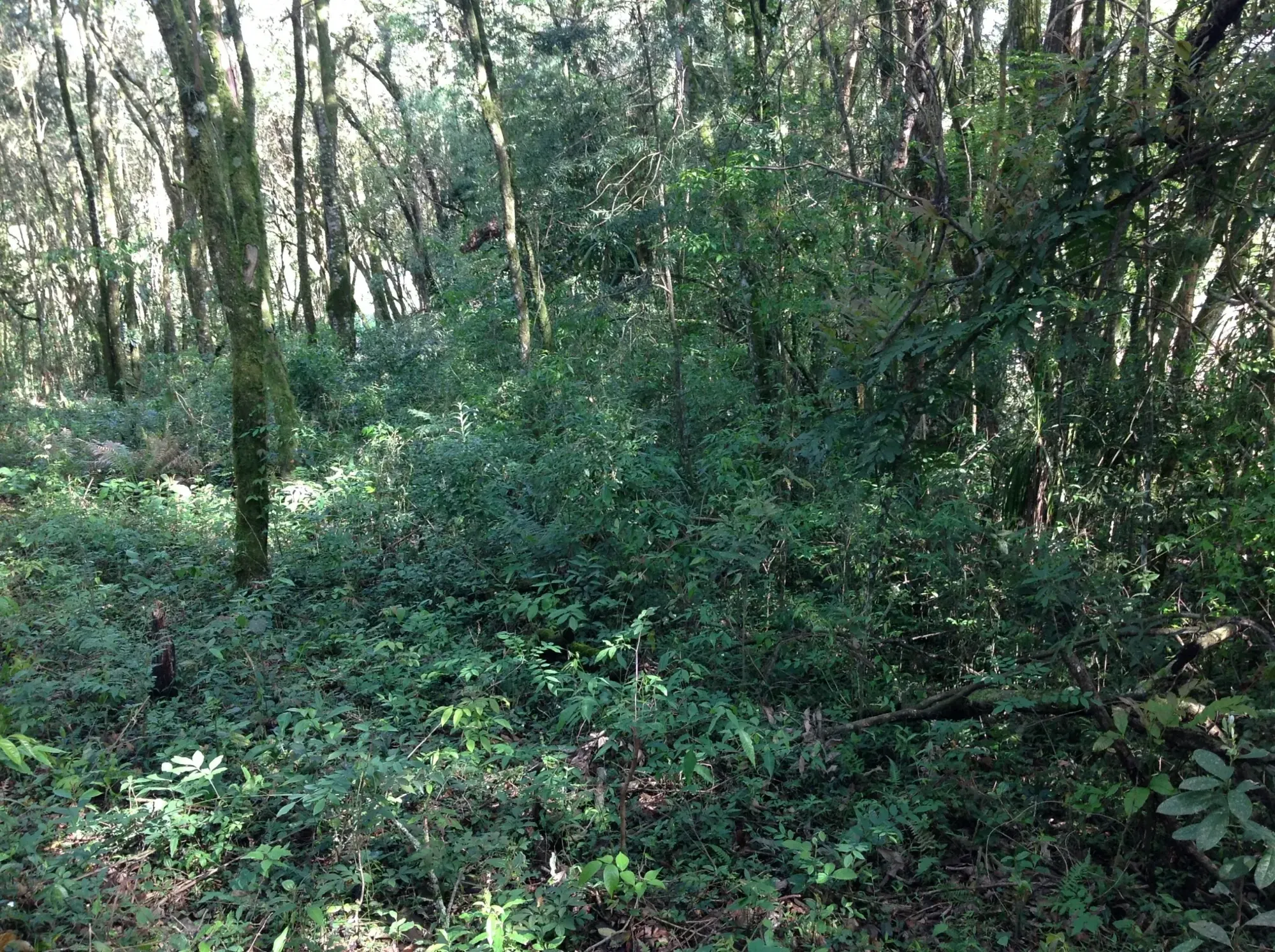 Imagem Terreno em Condomínio à Venda, 3.437 m² em Vila David Antônio - Campo Largo