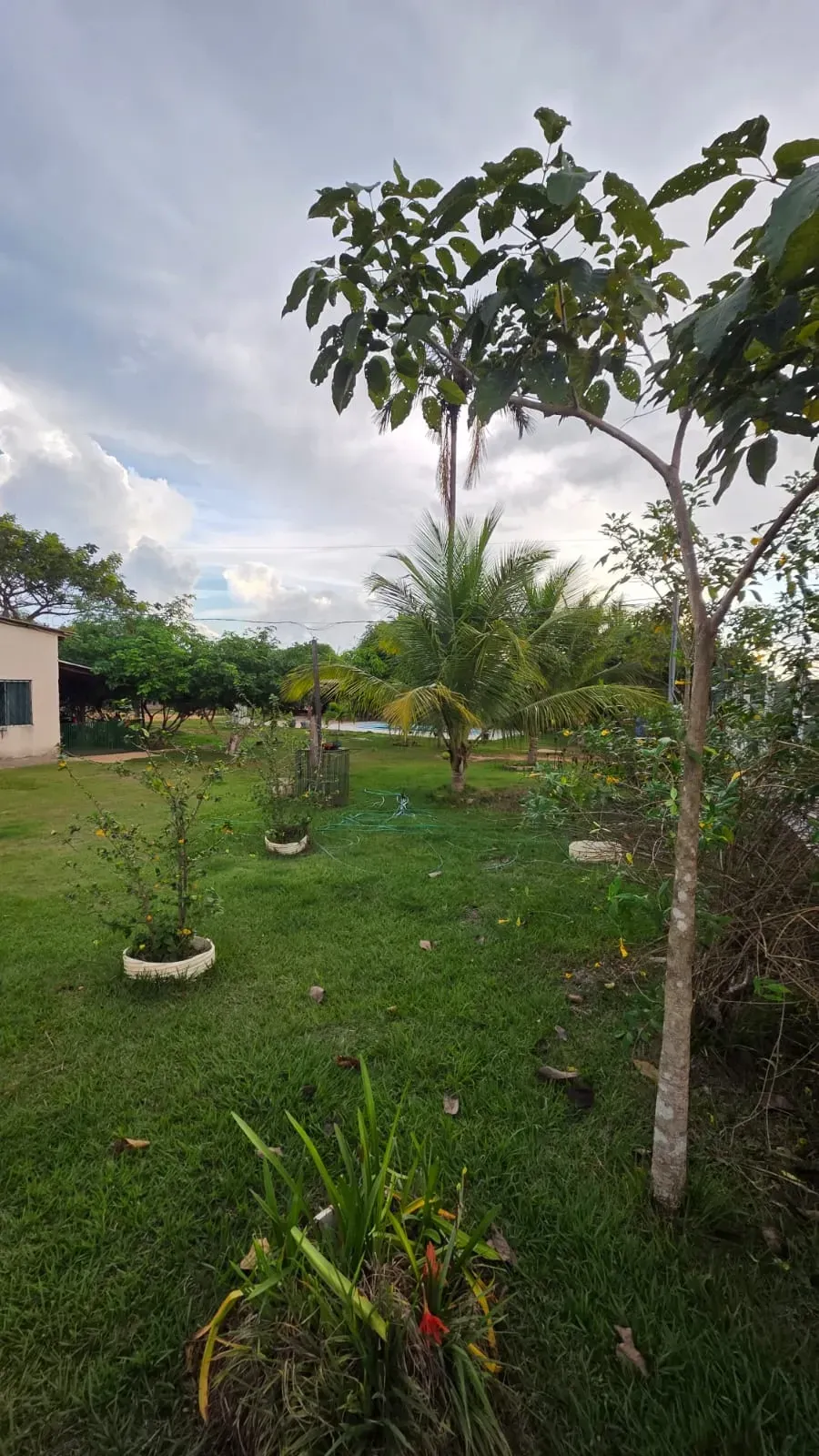 Imagem Sítio à Venda, 5.000 m² em  - 