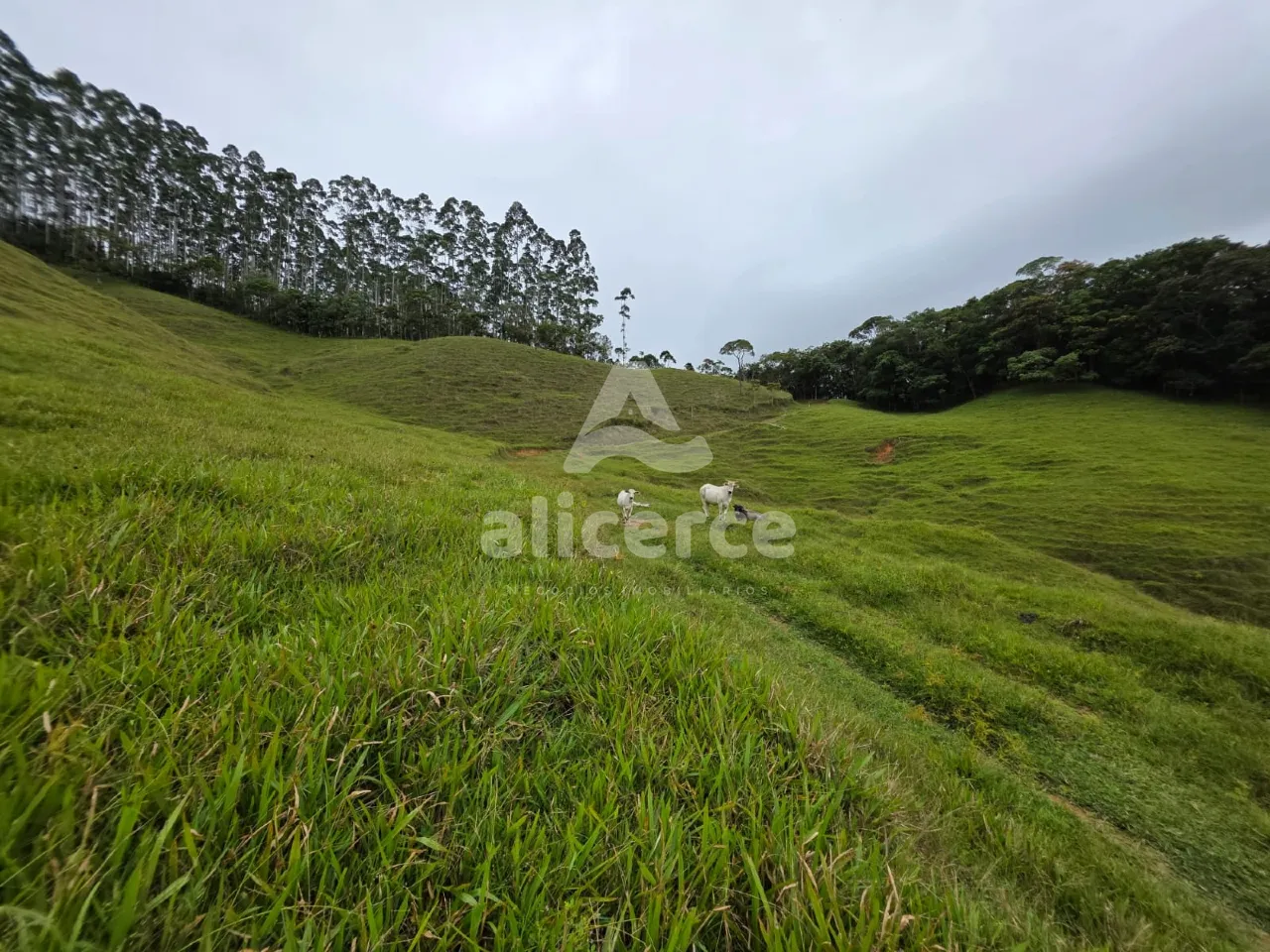Imagem Sítio à venda em Antônio Carlos, SC, na Zona Rural - Morro da Gloria.