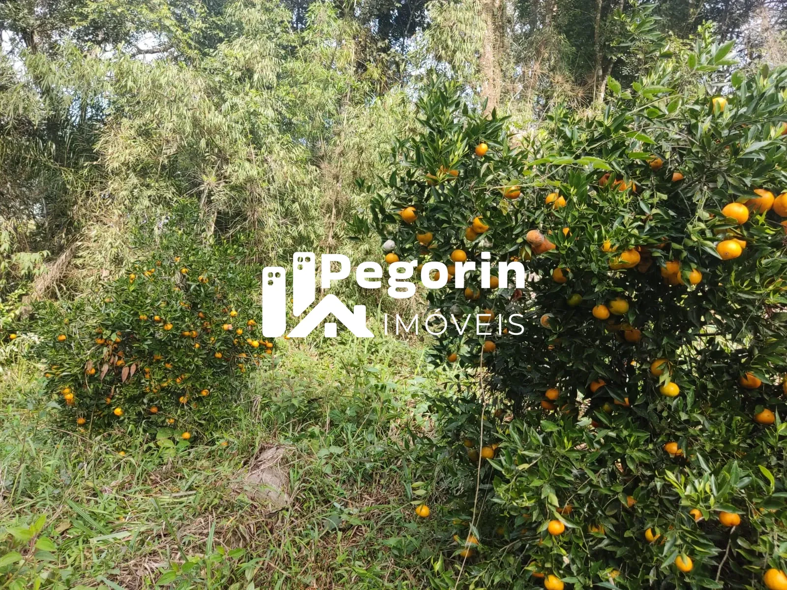 Imagem CHÁCARA EM CAMPO MAGRO 51.000M²