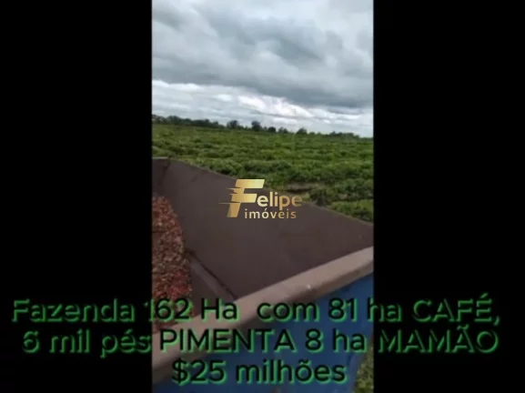 Imagem FAZENDA DE ALTO PADRÃO EM EUNÁPOLIS/BA 162 HECTARES DOCUMENTADOS 81 há de CAFÉ.