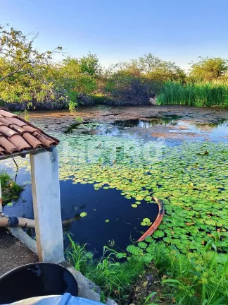 Imagem Fazenda de com 20 hectares produzindo e com Infraestrutura, CASA NOVA - BA