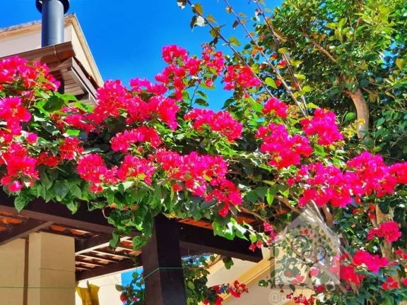 Imagem Excelente casa com um lindo quintal próxima à praia do Campeche