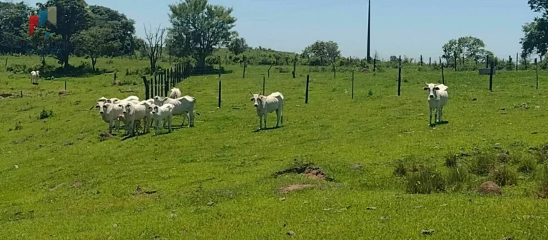 Imagem Sítio à venda no bairro Centro - Guareí/SP