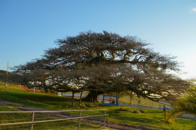 Imagem Terreno/Lote Residencial para venda no bairro Coronel Nassuca em Guaíba
