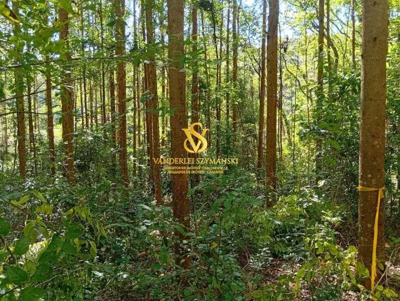 Imagem Chácara, Rural para Venda, Centro, União do Oeste