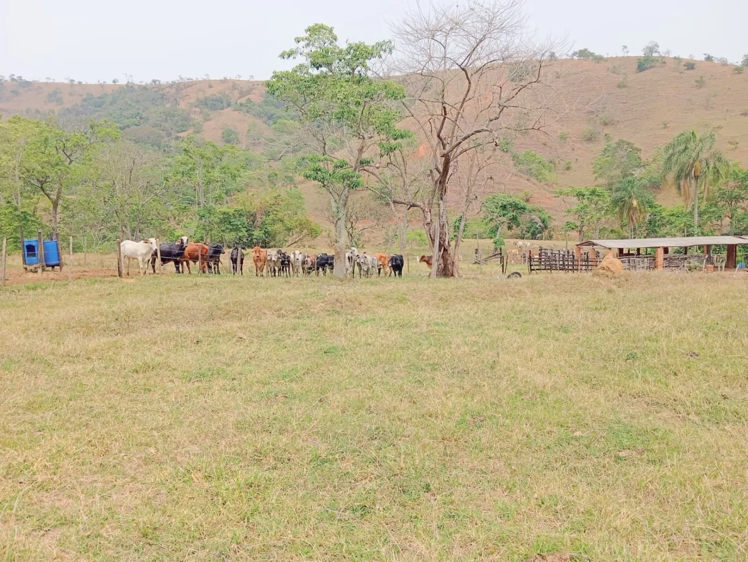 Imagem Fazenda proxima a Dutra paraa venda, , Roseira Velha, SP