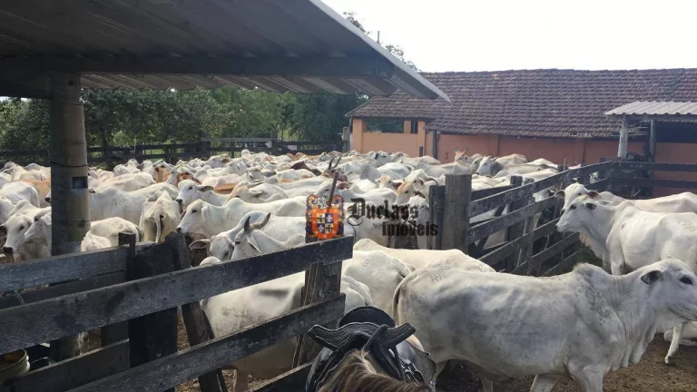 Imagem Fazenda à venda, 52 alqueires por R$ 9.100.000 - Estrada de São Vicente - Araruama/RJ