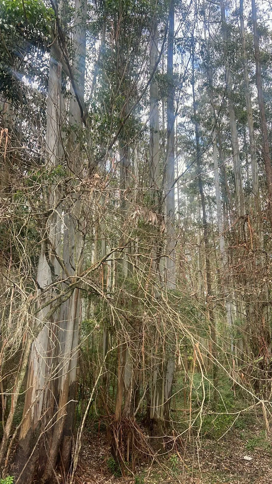 Imagem Terreno à venda - BR-290 | Frente à Praça de Pedágio Gravataí