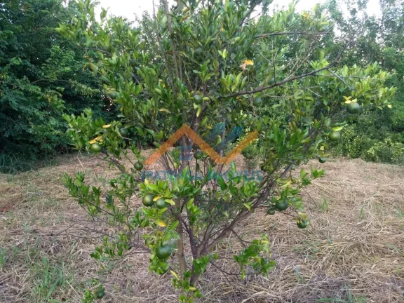 Imagem Chácara de 5.000m² em Bom Jesus do Galho