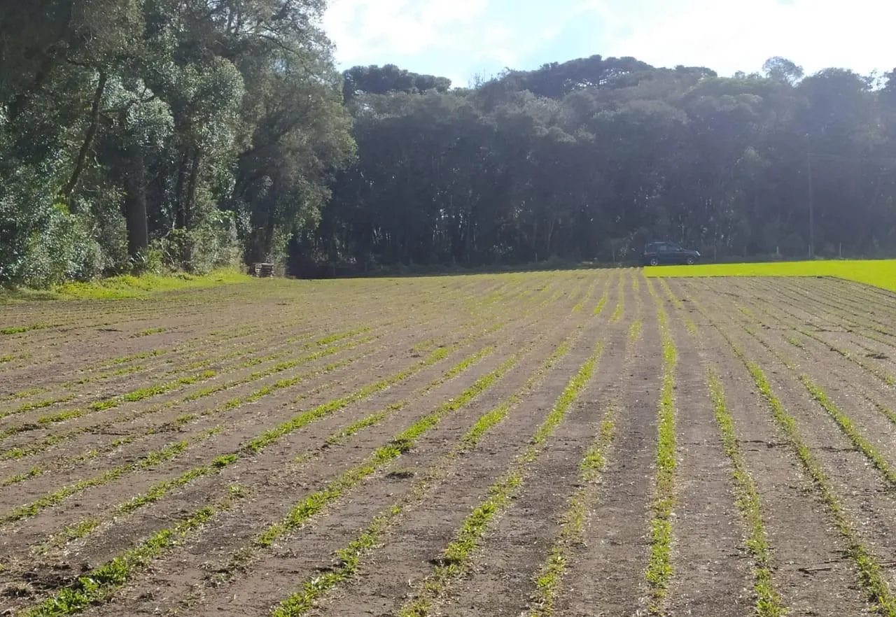 Imagem Terreno para Venda em São José dos Pinhais, Campo Largo da Roseira