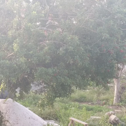 Imagem A VENDA TERRENO DE FRENTE PARA PRAIA COM CASA EM SANTA MÔNICA GUARAPARI-ES