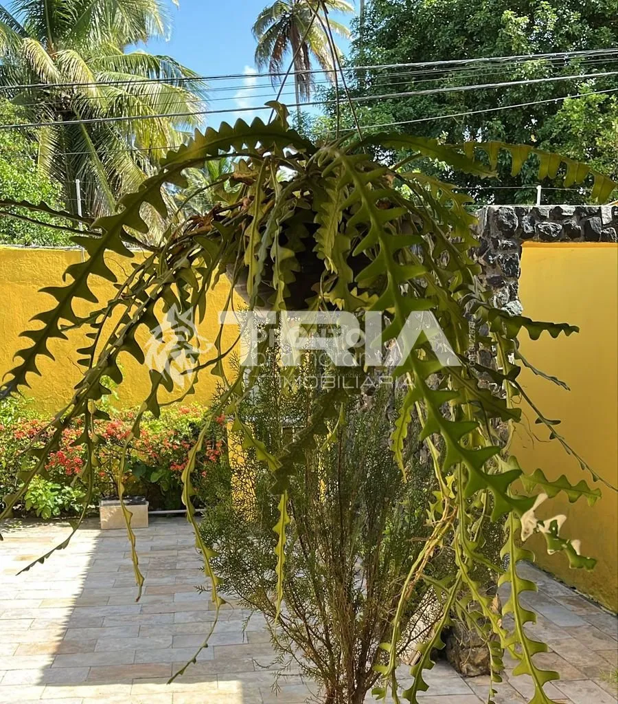 Imagem Casa de 4 quartos, 210m² no bairro Maria Farinha, em Paulista