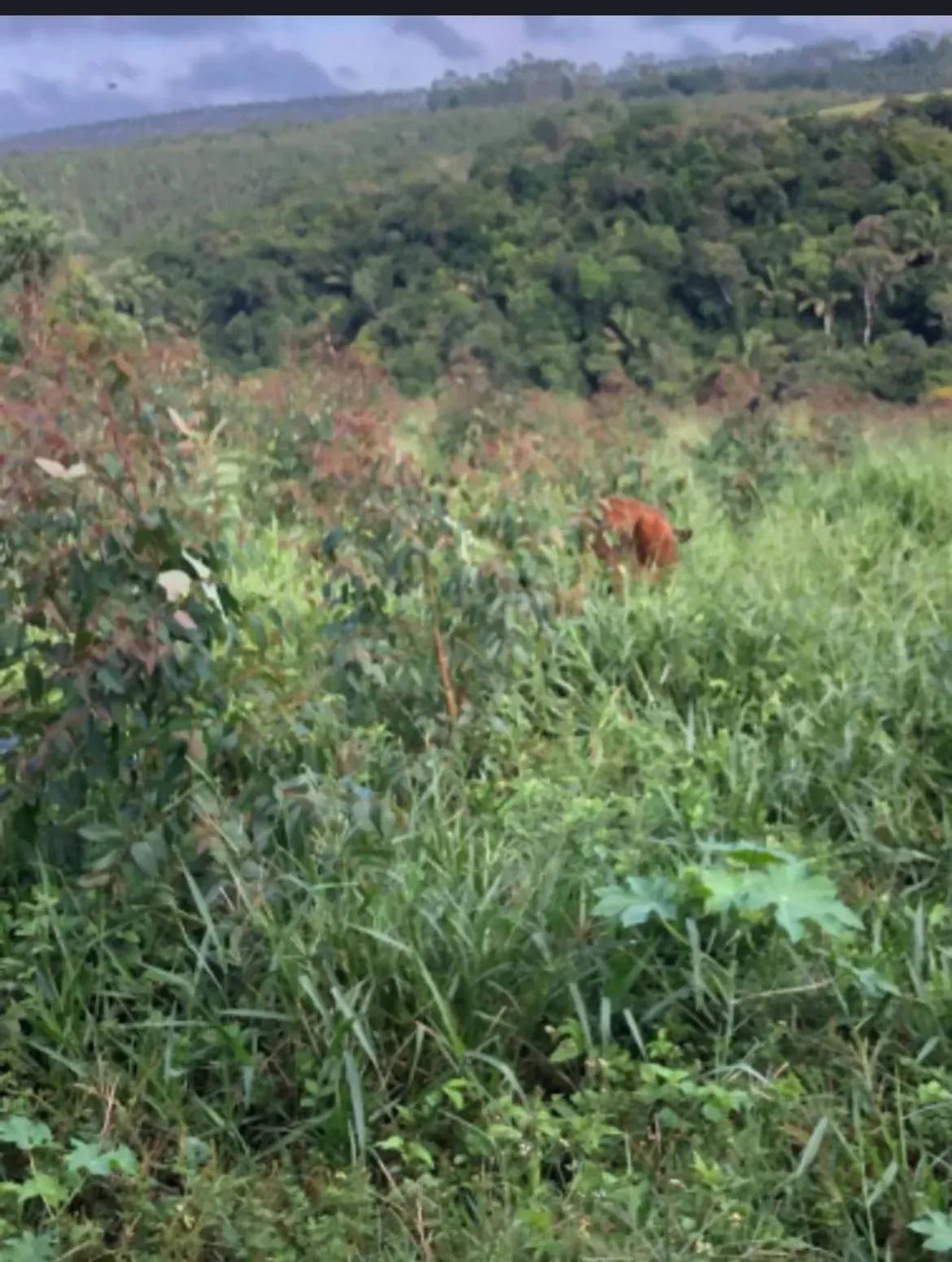 Imagem Propriedade incrível à venda em São Miguel Arcanjo - Potencial Produtivo e Lazer em Meio à Natureza