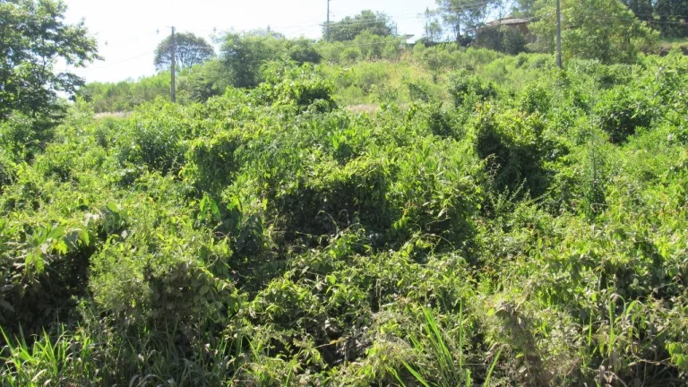 Imagem Terreno para Venda em Concórdia, Colibri
