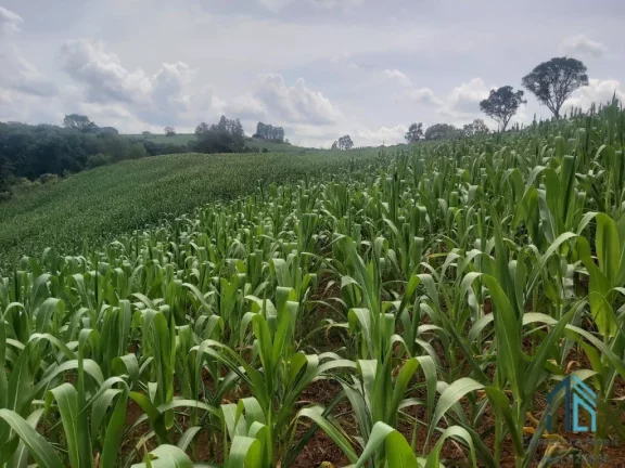 Imagem Sítio com 121.000 mil m² a venda, com Infra estrutura, no IRETEMA /Campo Mourão PR
