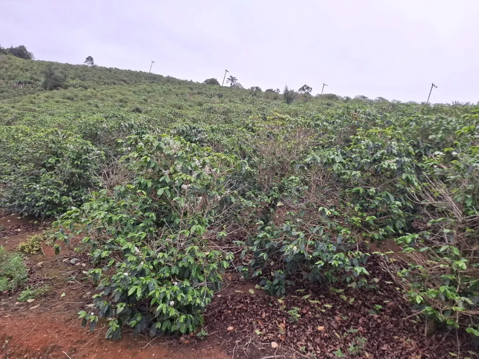 Imagem Sítio à Venda, 2 alqueireSP em Zona Rural - Divinolândia