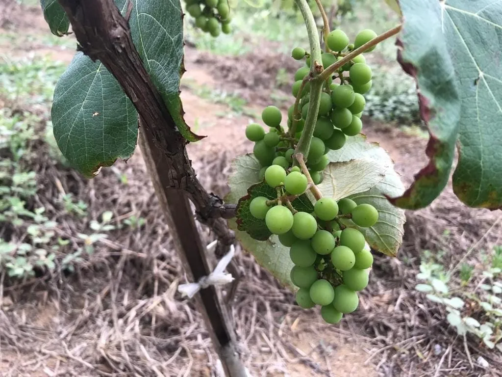 Imagem Chácara à venda Pinhal Novo, Lorena - SP