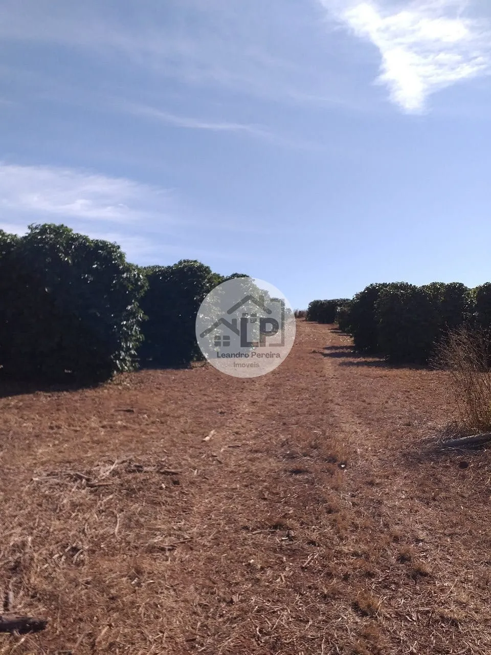 Imagem Fazenda de Café à Venda na Região do Alto Paranaíba - Minas Gerais