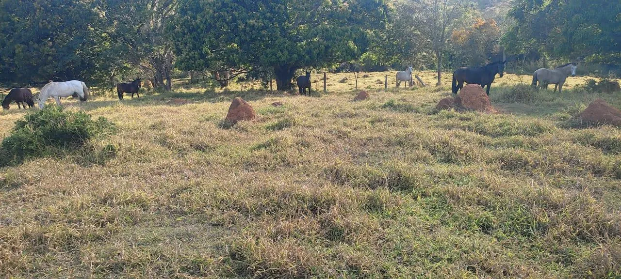 Imagem Vendo uma excelente fazenda na região de Itaúna/MG 212 hectares de terra