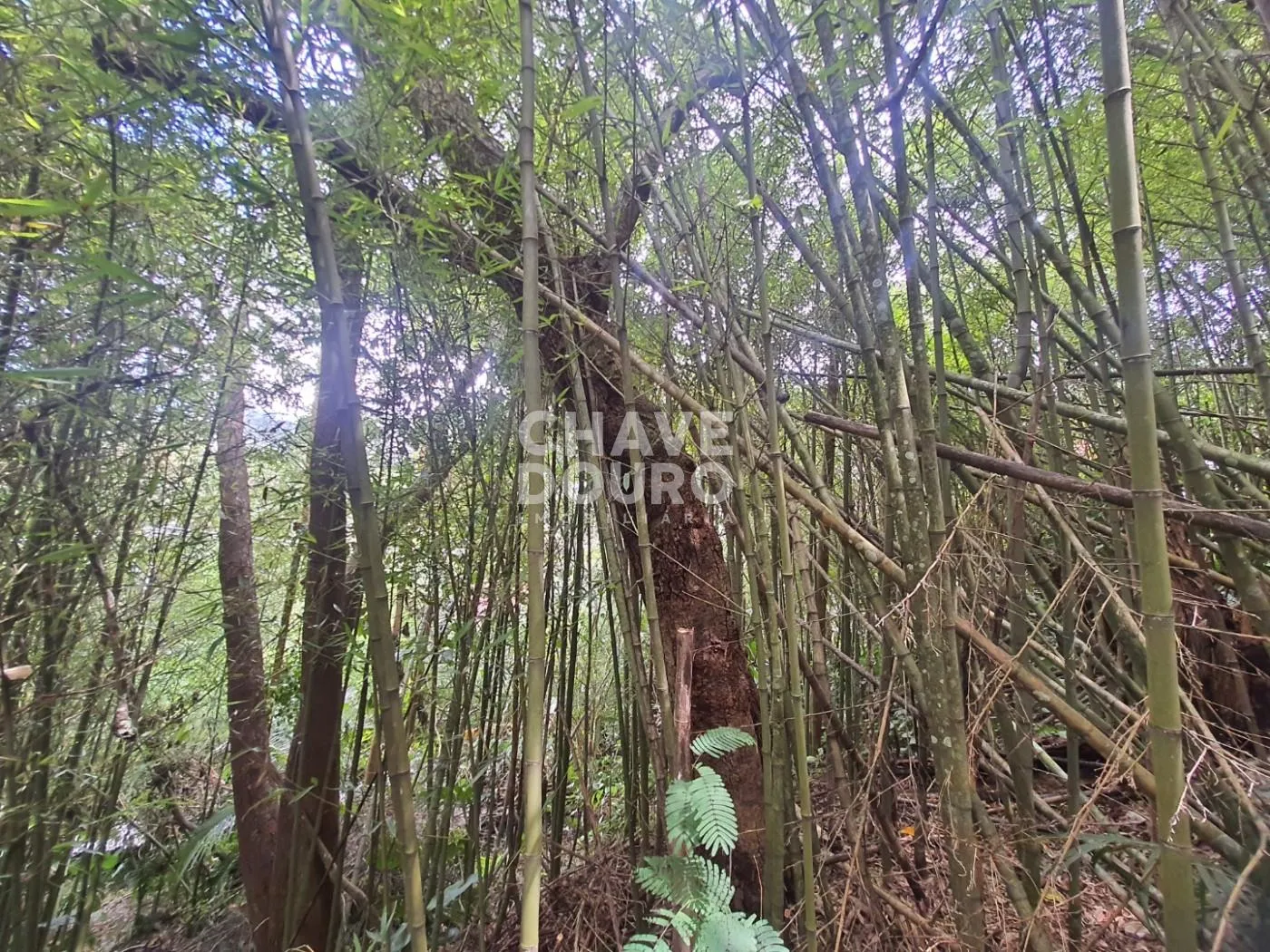Imagem Terreno de 450m em localização central em bairro residencial