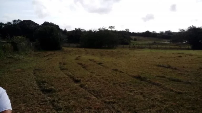 Imagem Sitio com 5.536m², mata nativa, Lagoa nos fundos, Águas Claras/ Viamão