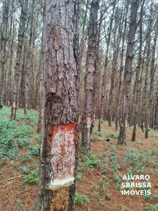 Imagem EXCELENTE FAZENDA COM PINUS A VENDA NA REGIÃO DE ITAPETININGA-SP