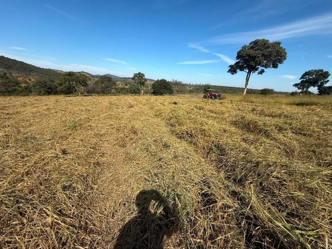 Imagem FAZENDA À VENDA EM CARMÓPOLIS DE MINAS /Área total: 315 hectares