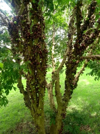 Imagem Lindíssima Chácara em condomínio fechado com toda infraestrutura