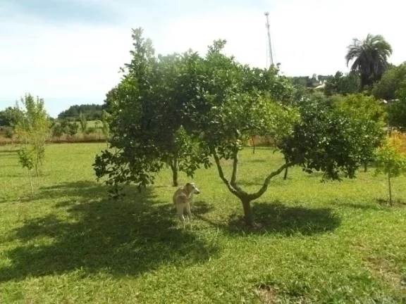 Imagem Sitio residencial em condomínio, Águas Claras / Viamão