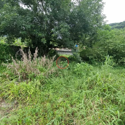 Imagem TERRENO PLANO COM ESCRITURA DEFINITIVA, COM 1.150 METROS, TODO MURADO,EM BOISSUCANGA. OTIMA LOCALIZAÇÃO