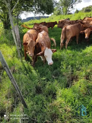 Foto do imóvel Fazenda na AGENTINA SAN ANTONIO com 100 alqueires, 300 vacas terneiro aí pé NA ARGENTINA AR