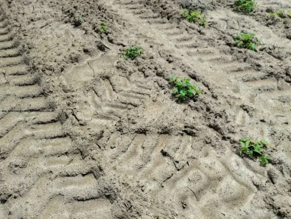 Imagem Fazenda para Venda em Santa Maria, SANTA MARIA