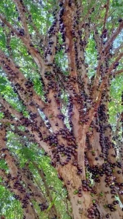 Imagem CH0359 - Chacara a venda em Bofete - aceito permuta Botucatu