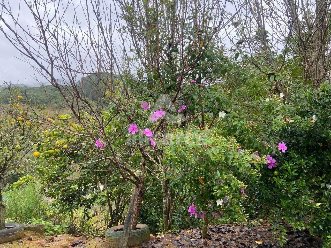 Imagem Sítio/Chacará à Venda no Pagará - Santo Amaro da Imperatriz/SC