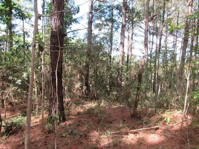 Imagem Área 53851,44 m² no Beco da Paixão Bairro Lomba do Pinheiro