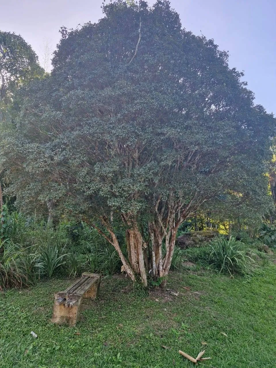 Foto do imóvel Sítio para locação, Ribeirão Grande, Pindamonhangaba, SP