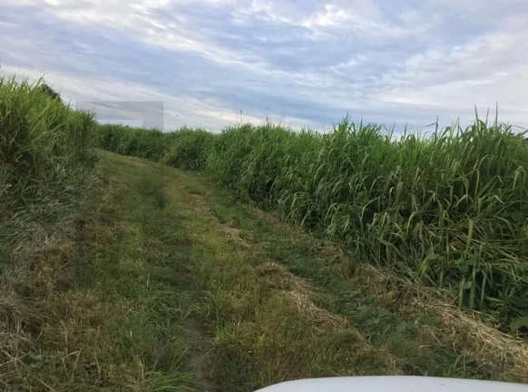 Imagem CASAL IMÓVEIS VENDE FAZENDA GOIANÉSIA DO PARÁ COM 3.533 HECTARES
