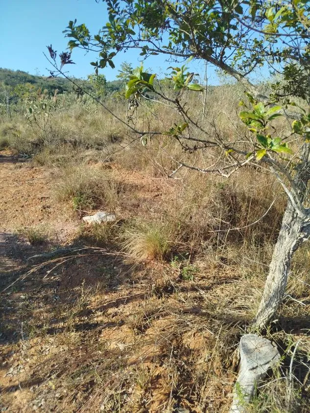 Imagem Vendo uma excelente fazenda em Oliveira / MG 100 hectares de área total;
