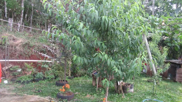 Imagem Casa para Venda em Concórdia, Colibri, 3 dormitórios, 2 banheiros, 2 vagas