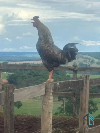 Imagem Sítio com área verde e pomar, 14 alqueires, arrendado que planta soja, em Vianópolis Goiânia - GO