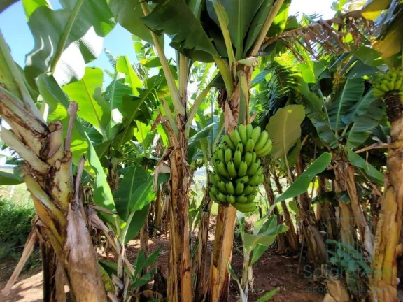 Imagem Chácara à venda em Socorro, terreno com 2000m², 4 dormitório