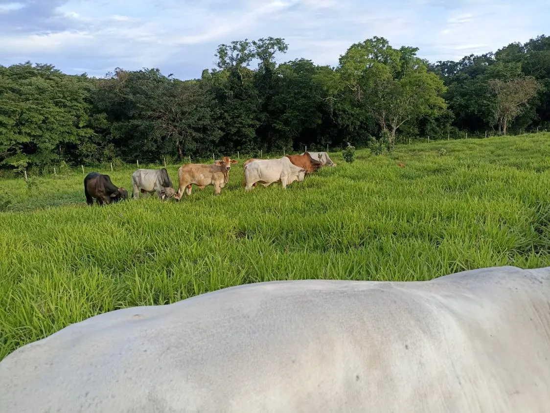 Imagem Terreno a venda de 24,3 hectares às margens do Rio Picão