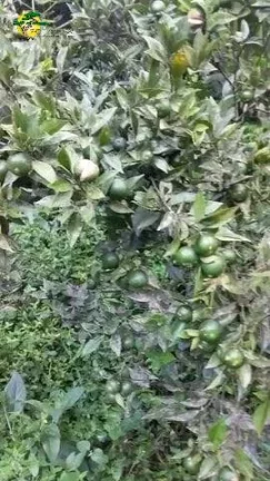 Imagem CHÁCARA PARA VENDA EM MAIRIPORÃ